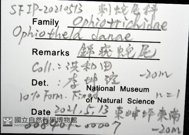 錦疣蛇尾藏品圖，第12張