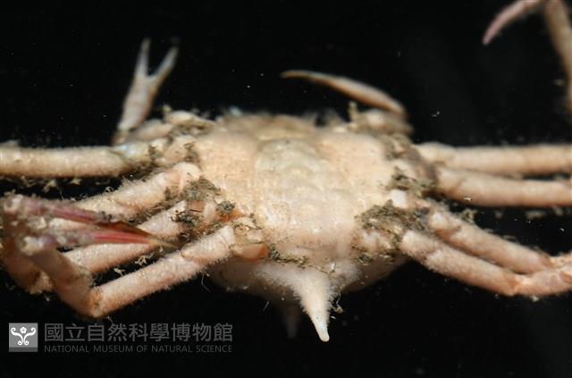 溝痕絨球蟹藏品圖，第12張