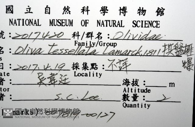 棋盤榧螺藏品圖，第12張