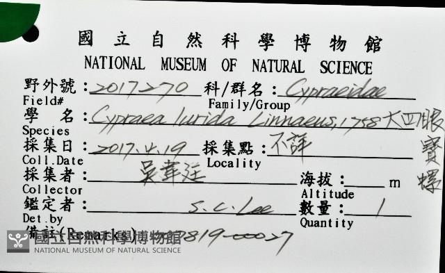 大四眼寶螺藏品圖，第12張
