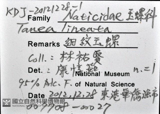 細紋玉螺藏品圖，第12張