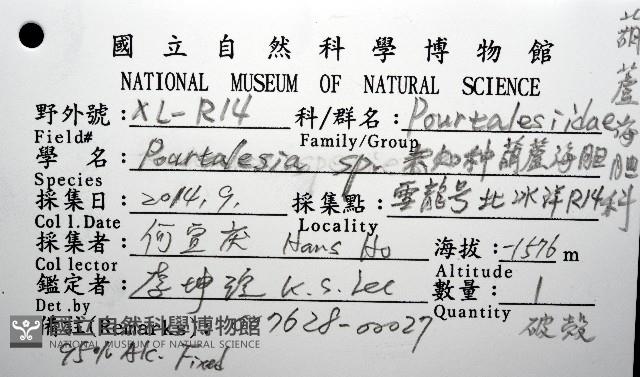未知種葫蘆海膽藏品圖，第12張