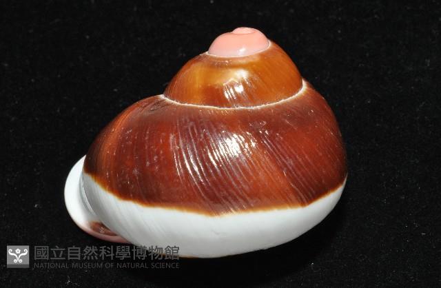 紅口紅蝸牛藏品圖，第12張