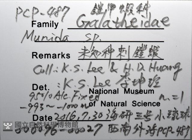 未知種刺鎧蝦藏品圖，第12張