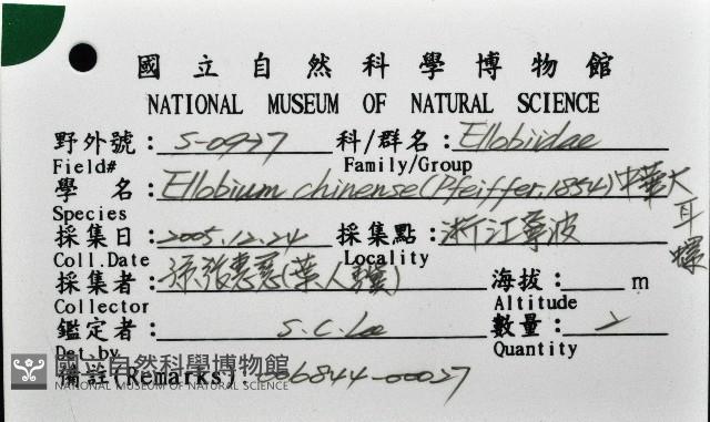 中華大耳螺藏品圖，第12張