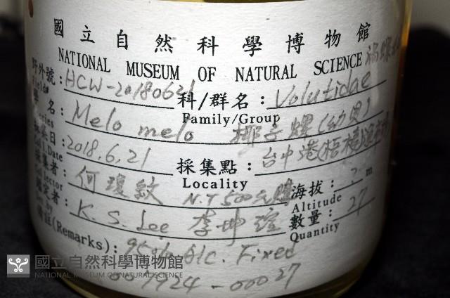 椰子螺藏品圖，第12張
