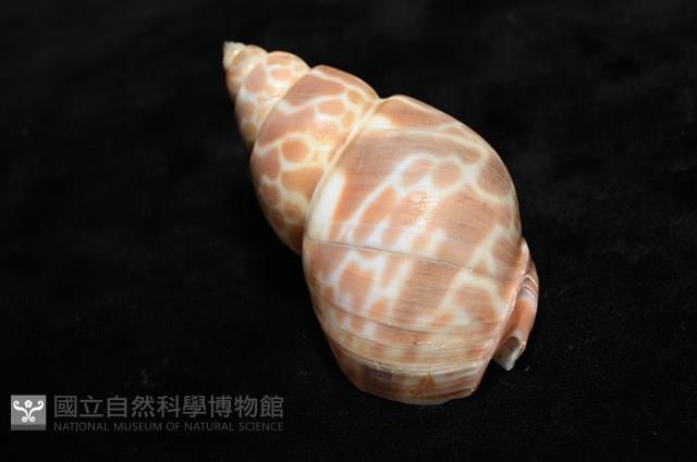 錫蘭鳳螺藏品圖，第12張