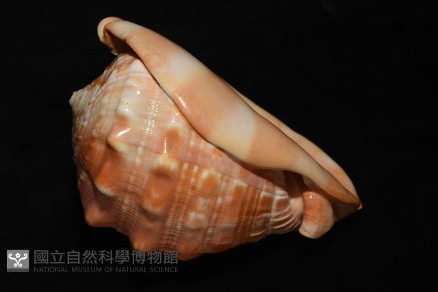 萬寶螺藏品圖，第12張