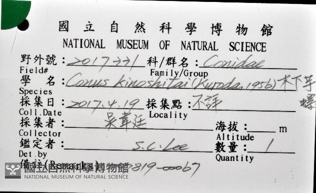木下芋螺藏品圖，第12張