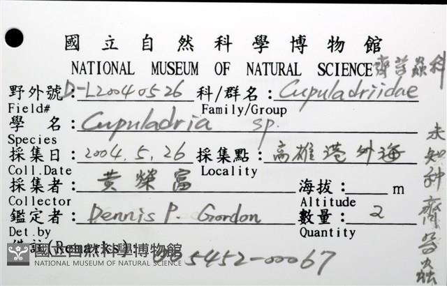 未知種齊苔蟲藏品圖，第12張