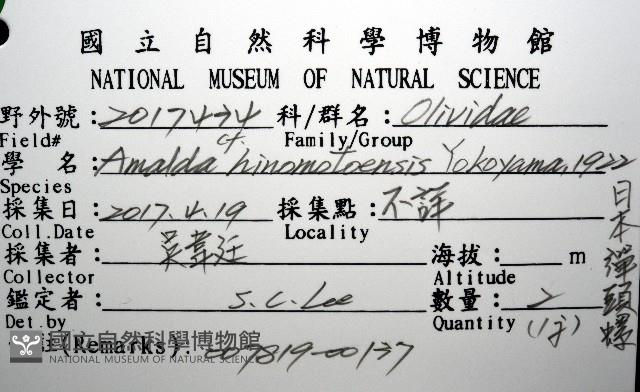 日本彈頭螺藏品圖，第12張