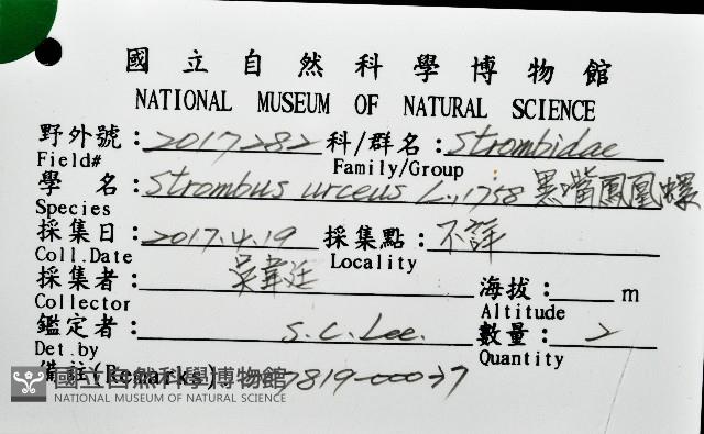 黑嘴鳳凰螺藏品圖，第12張