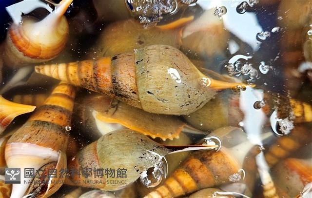 馬丁長鼻螺藏品圖，第12張