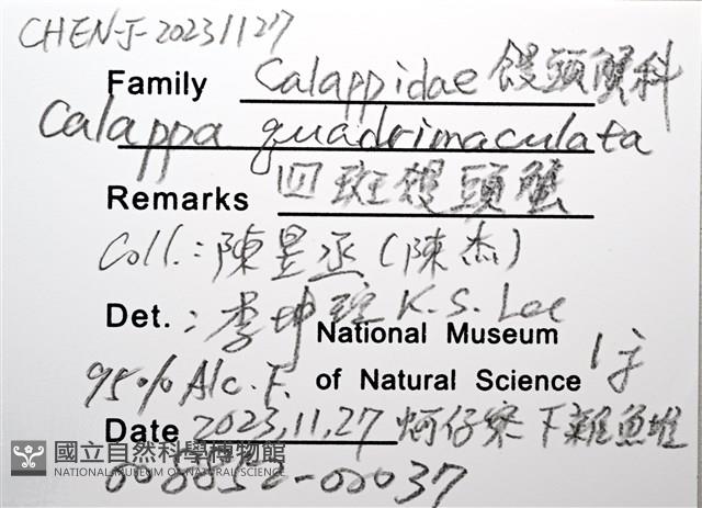 四斑饅頭蟹藏品圖，第12張