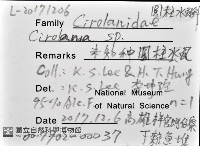 未知種浪漂水虱藏品圖，第12張
