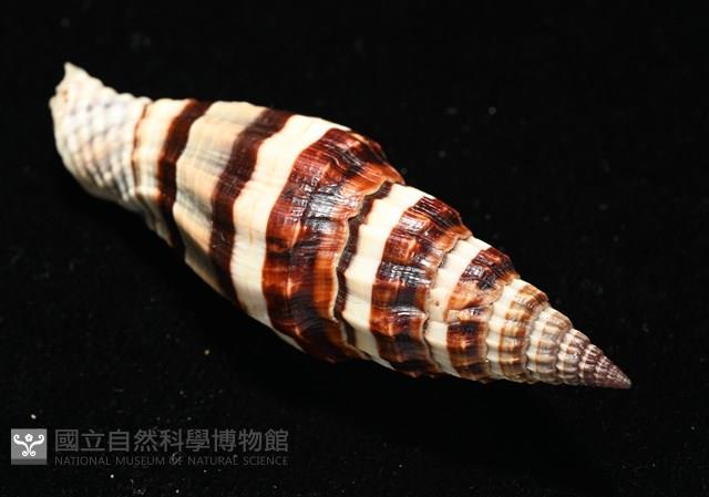 菜鳥蛹筆螺藏品圖，第12張