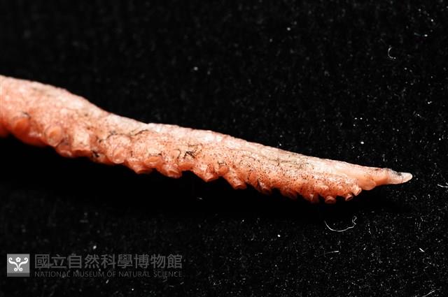 小紅蛸藏品圖，第12張