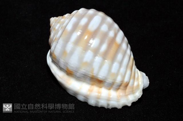 巴西粗齒鶉螺藏品圖，第12張