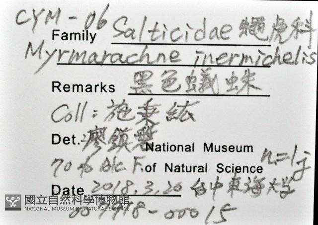 黑色蟻蛛藏品圖，第12張