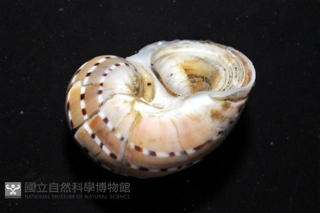 蝴蝶玉螺藏品圖，第12張