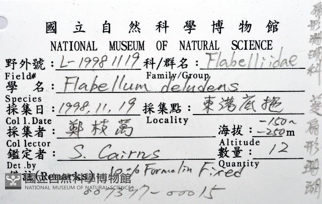 菱扇形珊瑚藏品圖，第12張