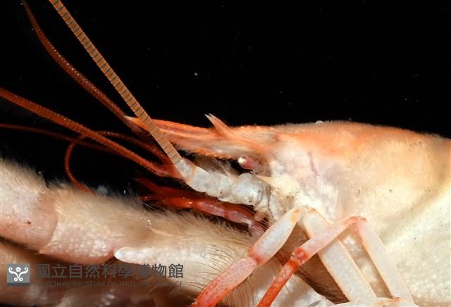 史氏擬海螯蝦藏品圖，第12張