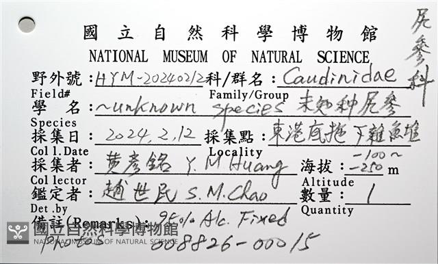 未知種尻參藏品圖，第12張