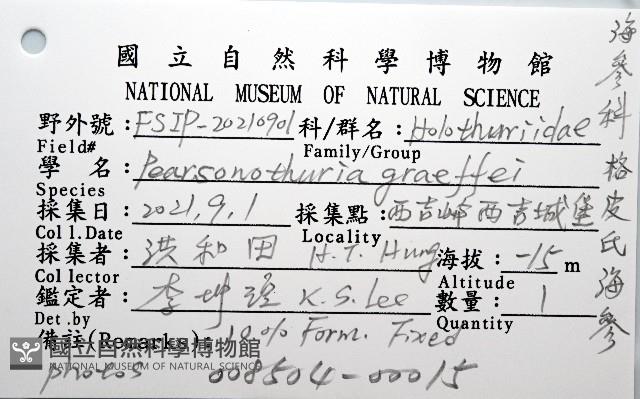 格皮氏海參藏品圖，第12張
