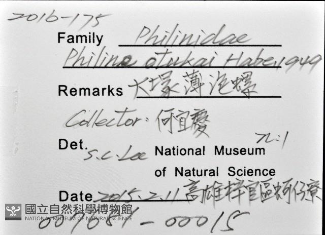 大塚薄泡螺藏品圖，第12張