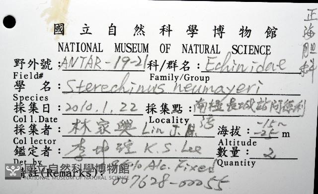 魯氏硬海膽藏品圖，第12張