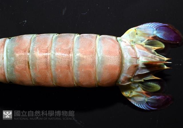 脊尾齒指蝦蛄藏品圖，第12張