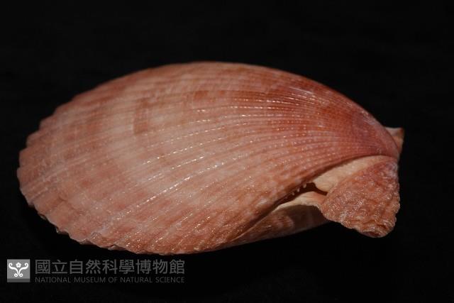 澳洲海扇蛤藏品圖，第12張