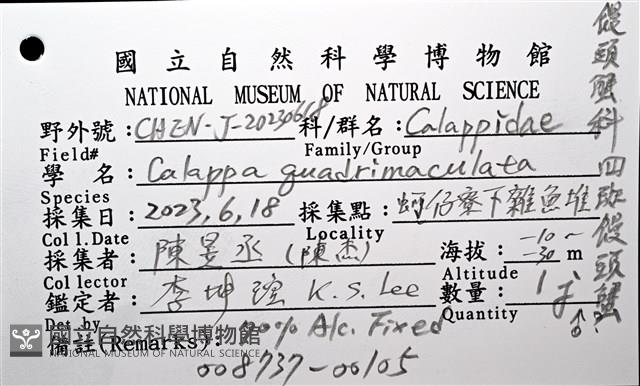 四斑饅頭蟹藏品圖，第12張
