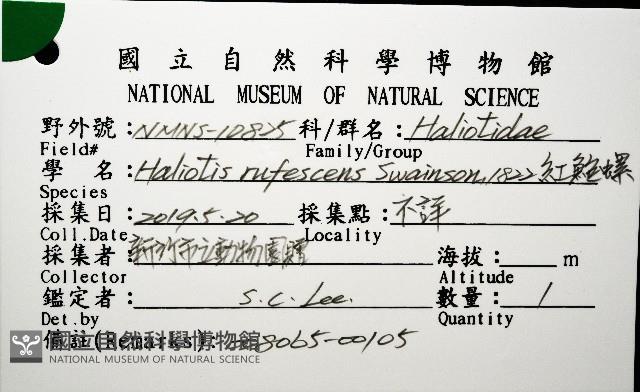 紅鮑螺藏品圖，第12張