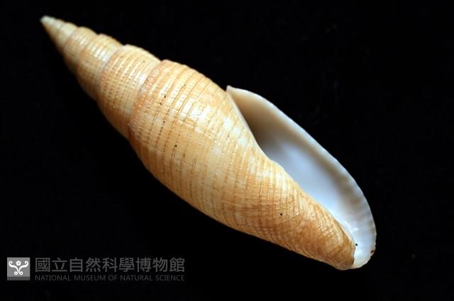 靈犀筆螺藏品圖，第12張