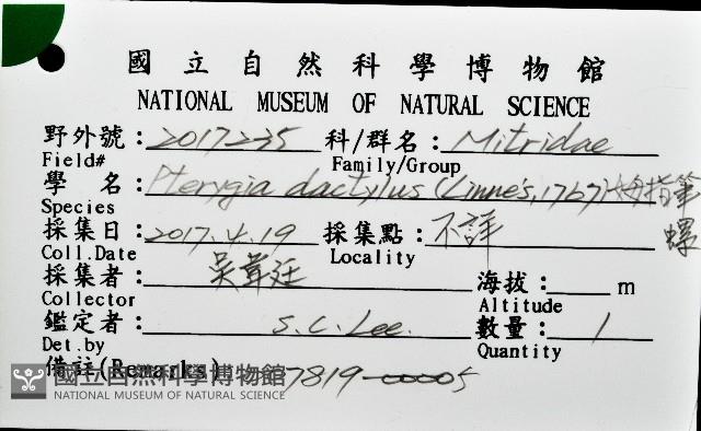姆指筆螺藏品圖，第12張