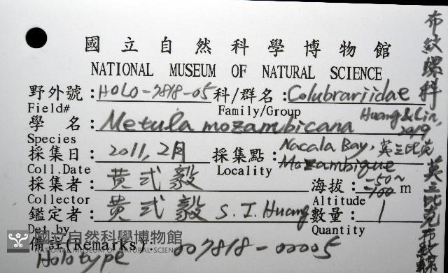 莫三比克布紋螺藏品圖，第12張