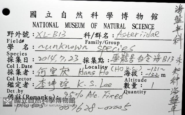 未知種海盤車藏品圖，第12張
