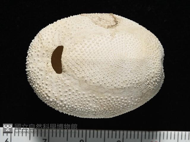脊背壺海膽藏品圖，第12張