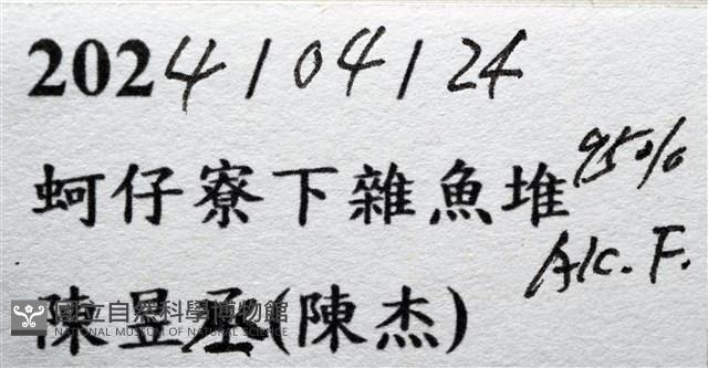 薄殼龜藤壺藏品圖，第12張