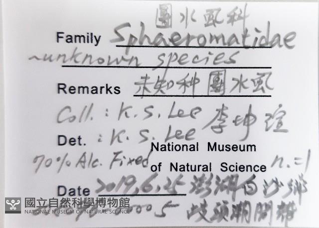 未知種團水虱藏品圖，第12張