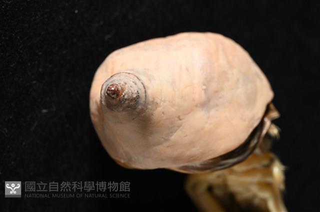 未知種擬寄居蟹藏品圖，第12張