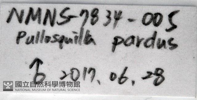豹斑幼嫩蝦蛄藏品圖，第12張