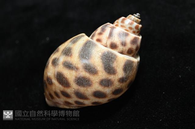 婆羅洲鳳螺藏品圖，第12張