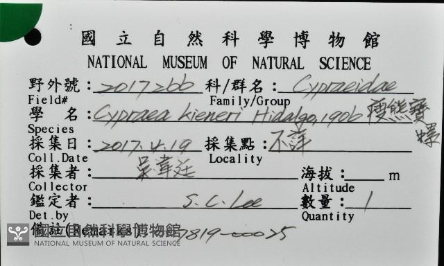 瘦熊寶螺藏品圖，第12張