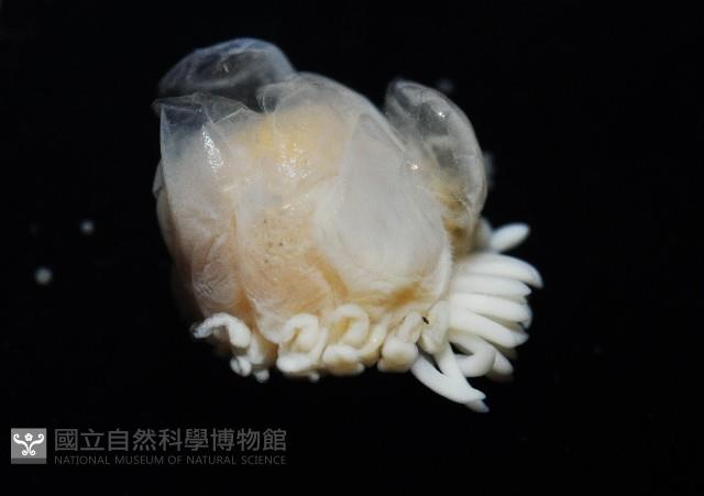中華淺鰓虱藏品圖，第12張