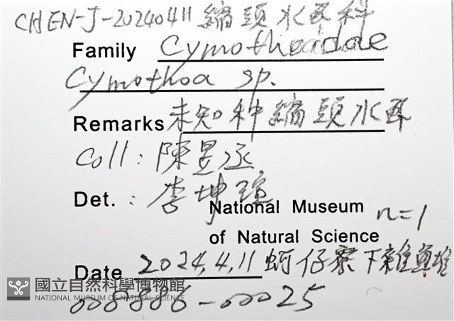 未知種縮頭水虱藏品圖，第12張