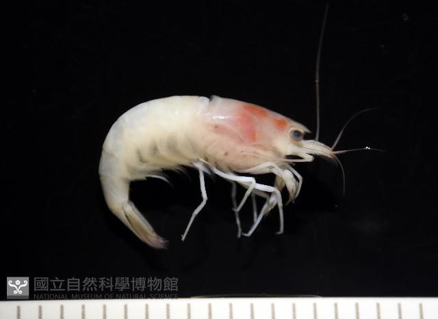 湧泉新米蝦藏品圖，第12張