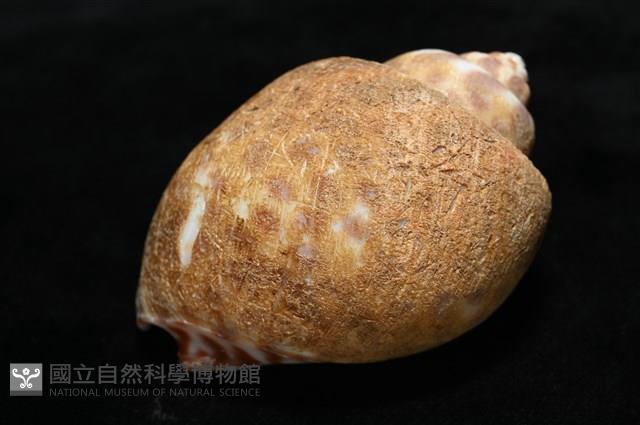 阿拉伯鳳螺藏品圖，第12張