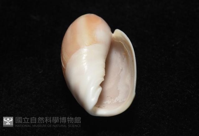 寬口彈頭螺藏品圖，第12張